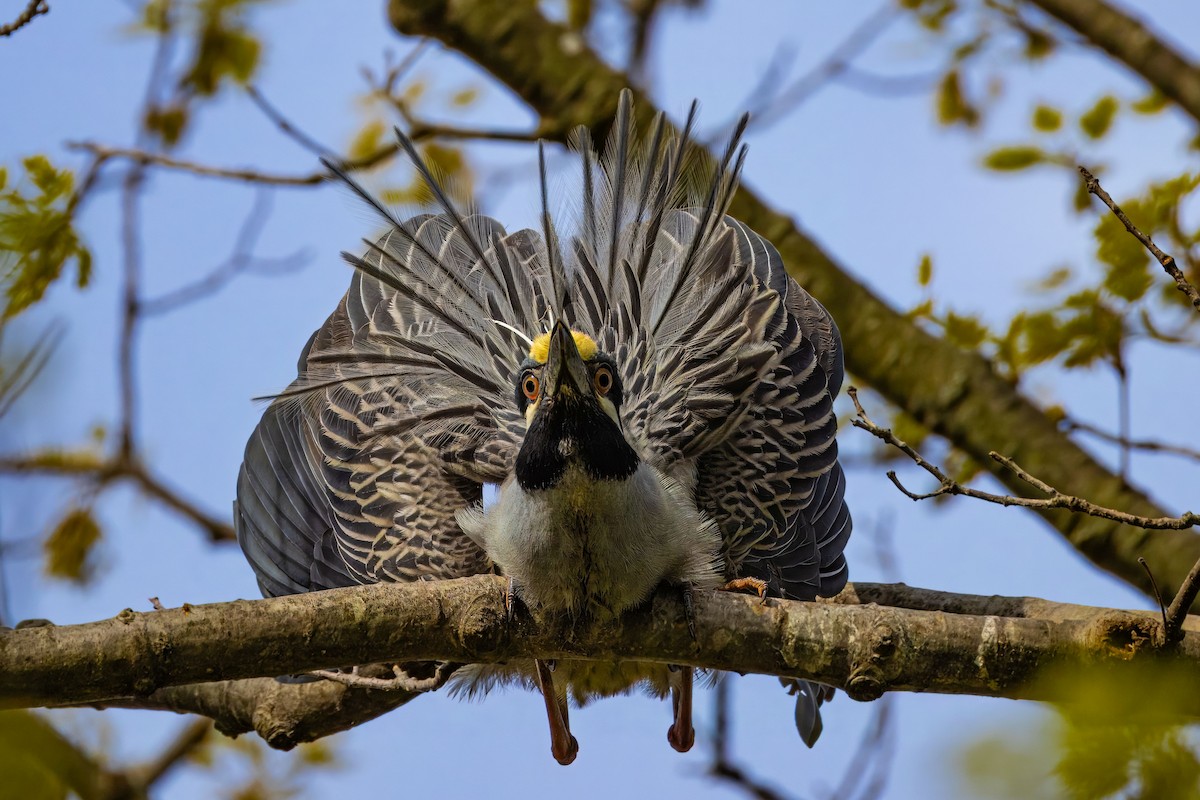 Yellow-crowned/Black-crowned Night Heron - Lisa Jarosik