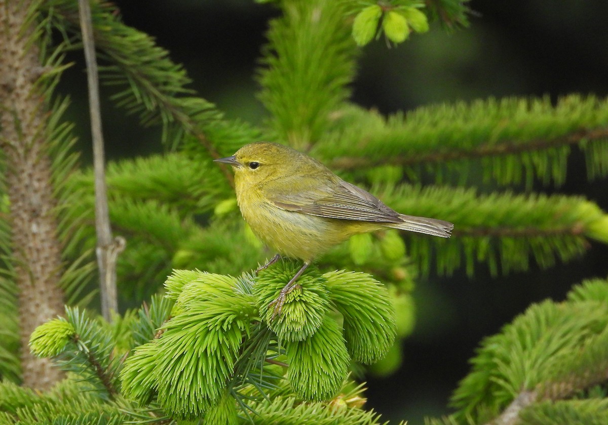 Orange-crowned Warbler - ML618368271