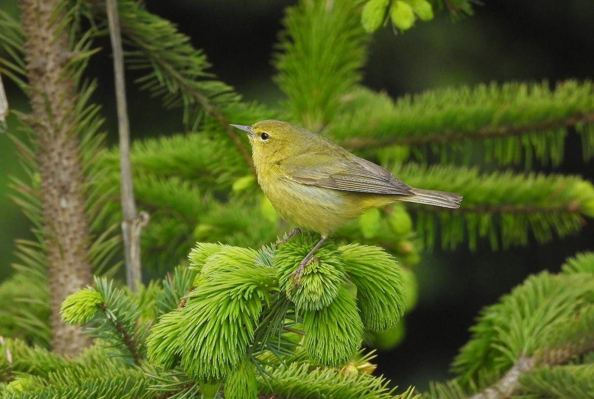 Orange-crowned Warbler - ML618368272