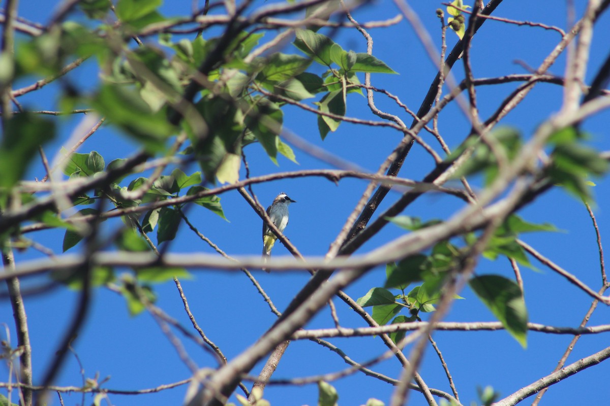 Yellow-vented Bulbul - ML618368276