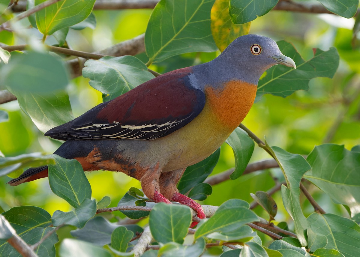 Little Green-Pigeon - Ayuwat Jearwattanakanok