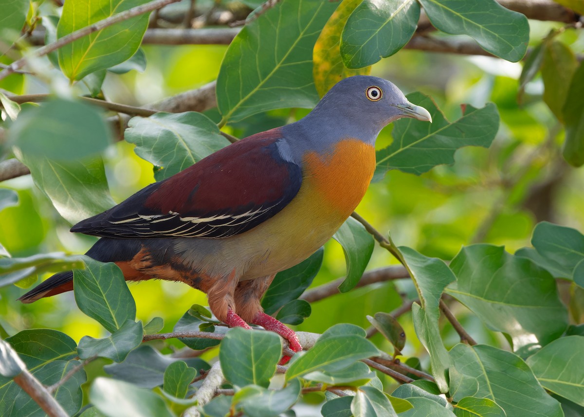 Little Green-Pigeon - Ayuwat Jearwattanakanok