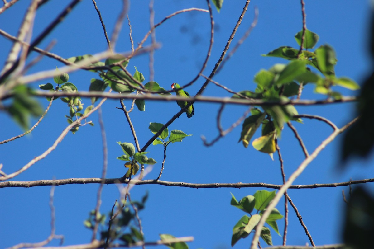 Philippine Hanging-Parrot - ML618368289