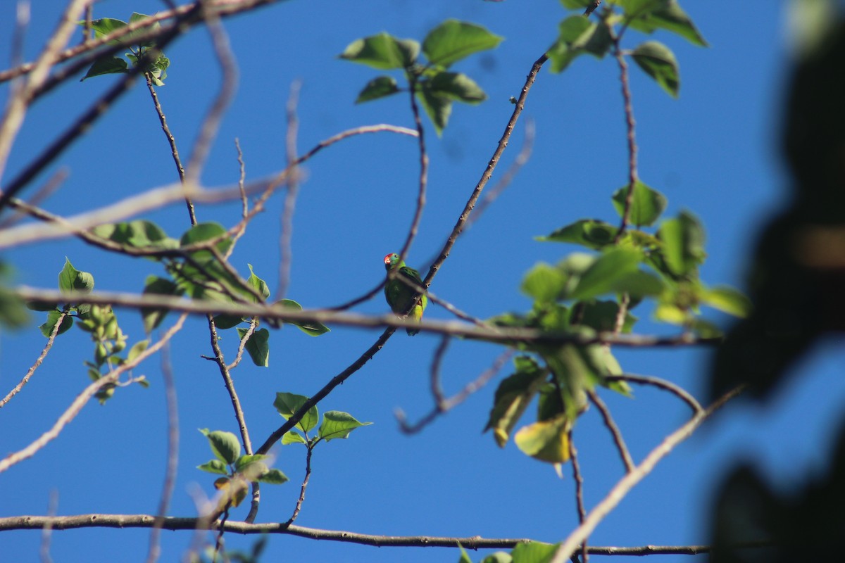 Philippine Hanging-Parrot - ML618368291