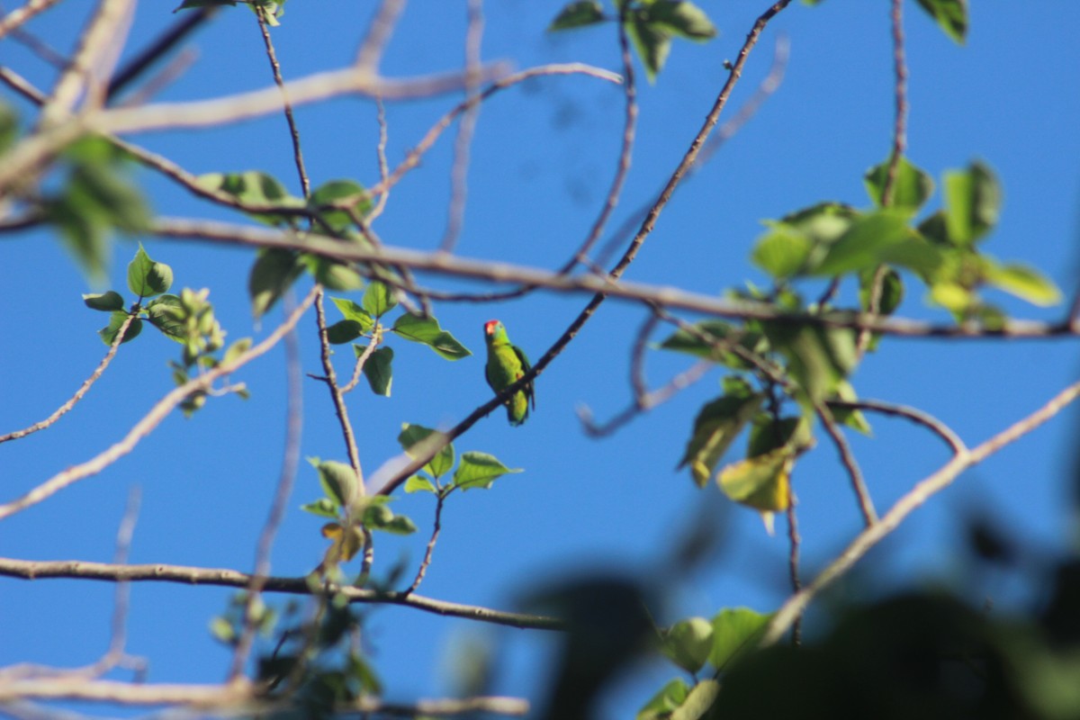 Philippine Hanging-Parrot - ML618368296