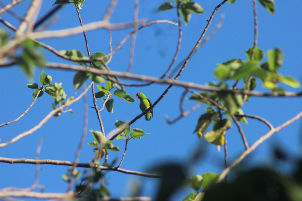 Philippine Hanging-Parrot - ML618368297