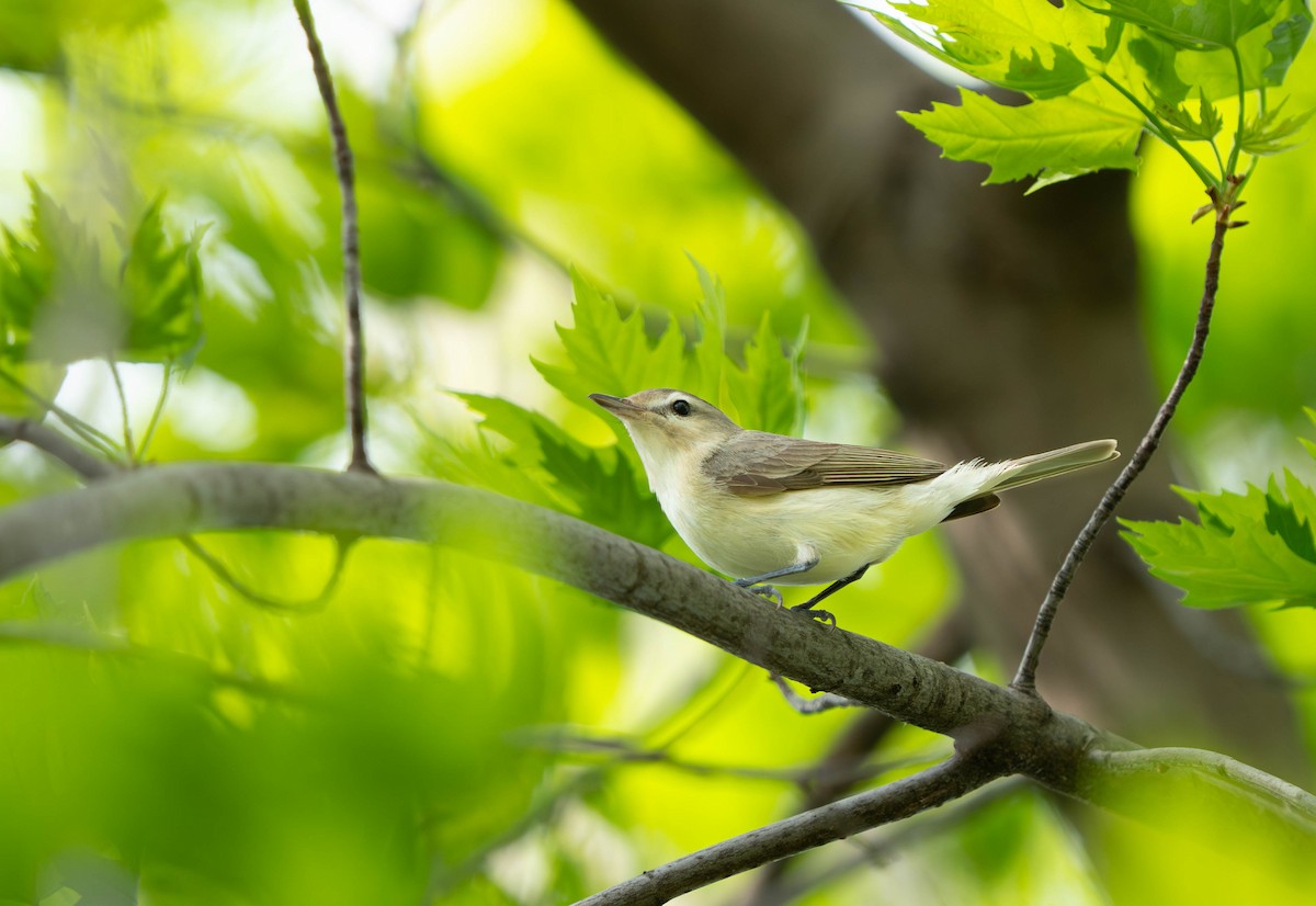 Warbling Vireo - ML618368303