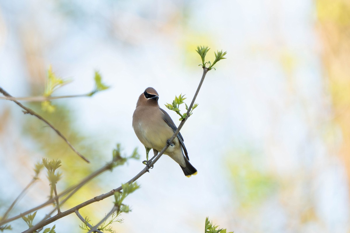 Cedar Waxwing - ML618368343