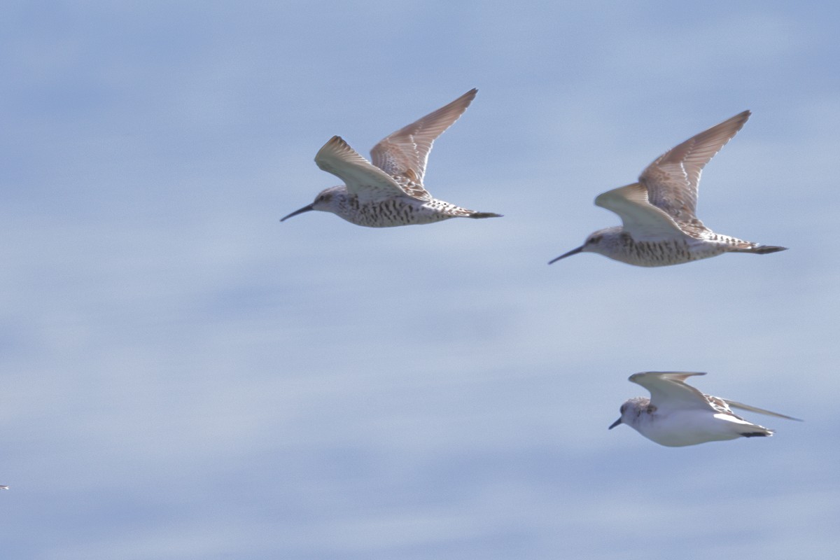 Stilt Sandpiper - Tory Mathis