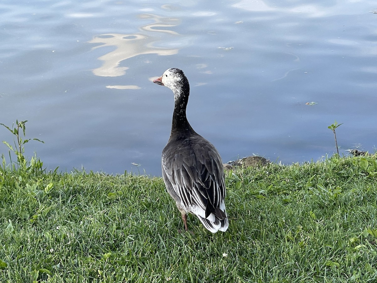 Snow Goose - Robert Scrimger