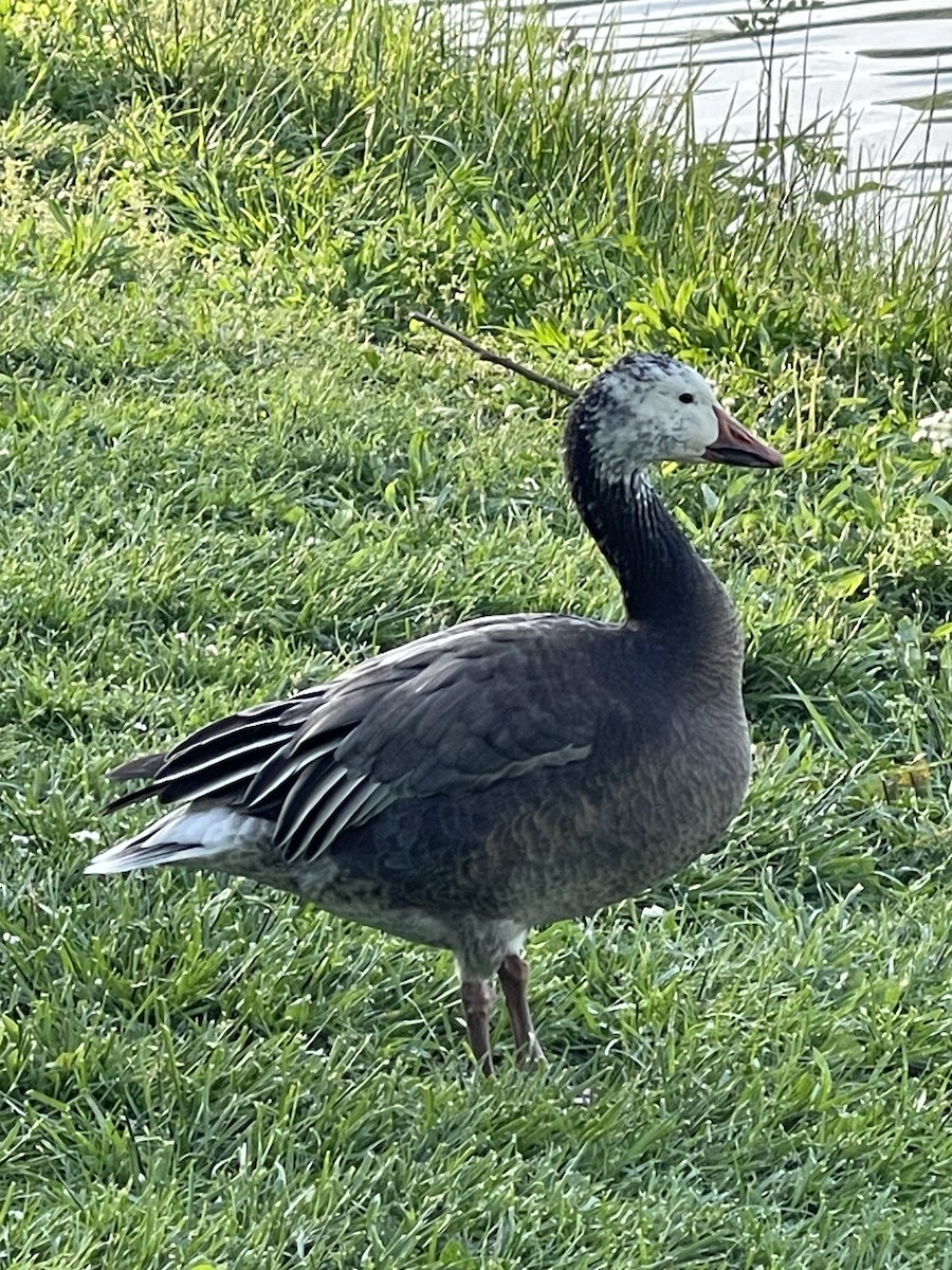 Snow Goose - ML618368362