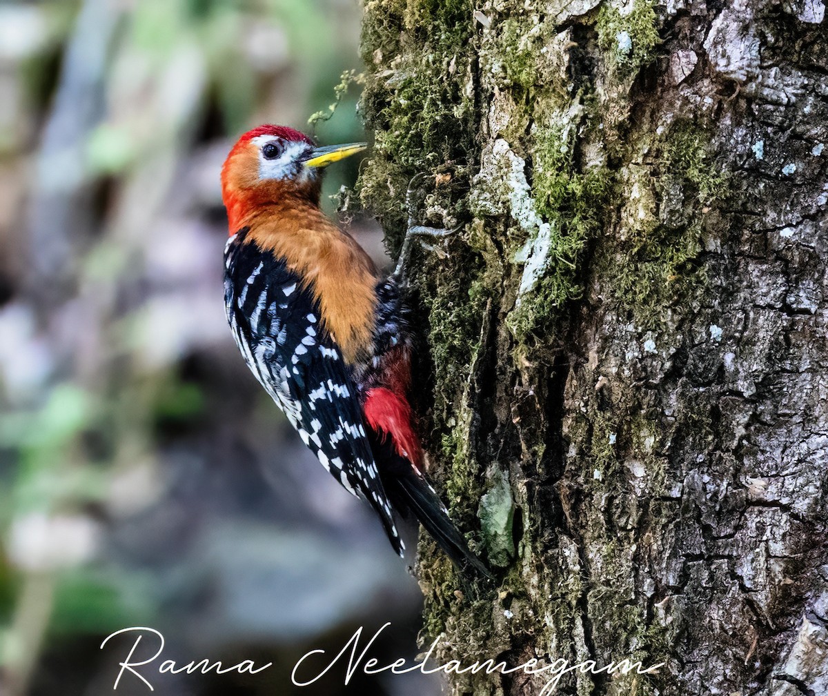 Rufous-bellied Woodpecker - Rama Neelamegam