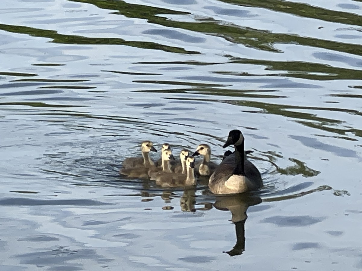 Canada Goose - ML618368370