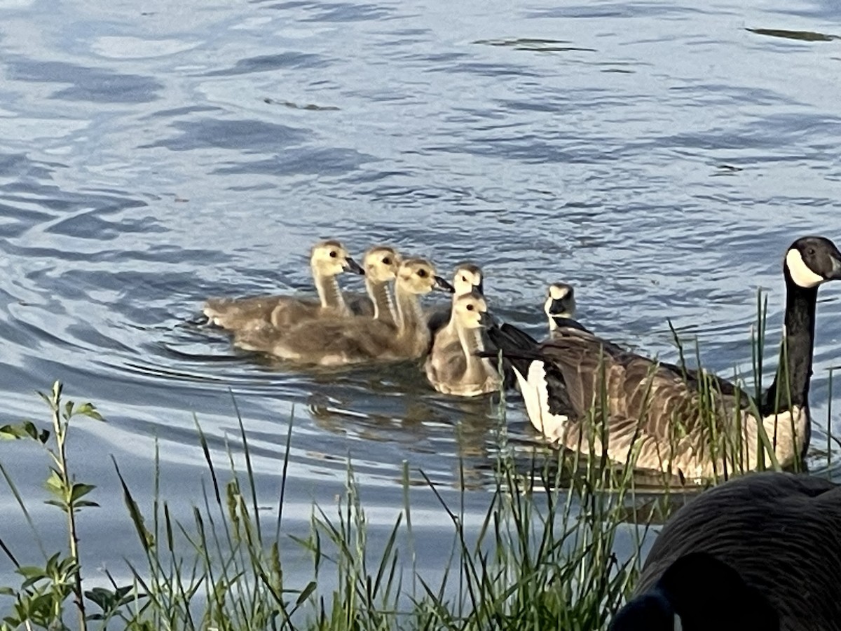 Canada Goose - ML618368371