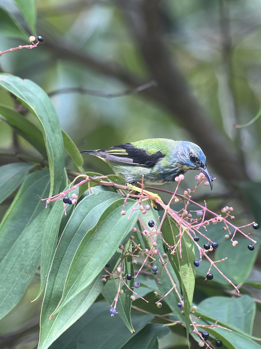 Shining Honeycreeper - Brenda Sánchez