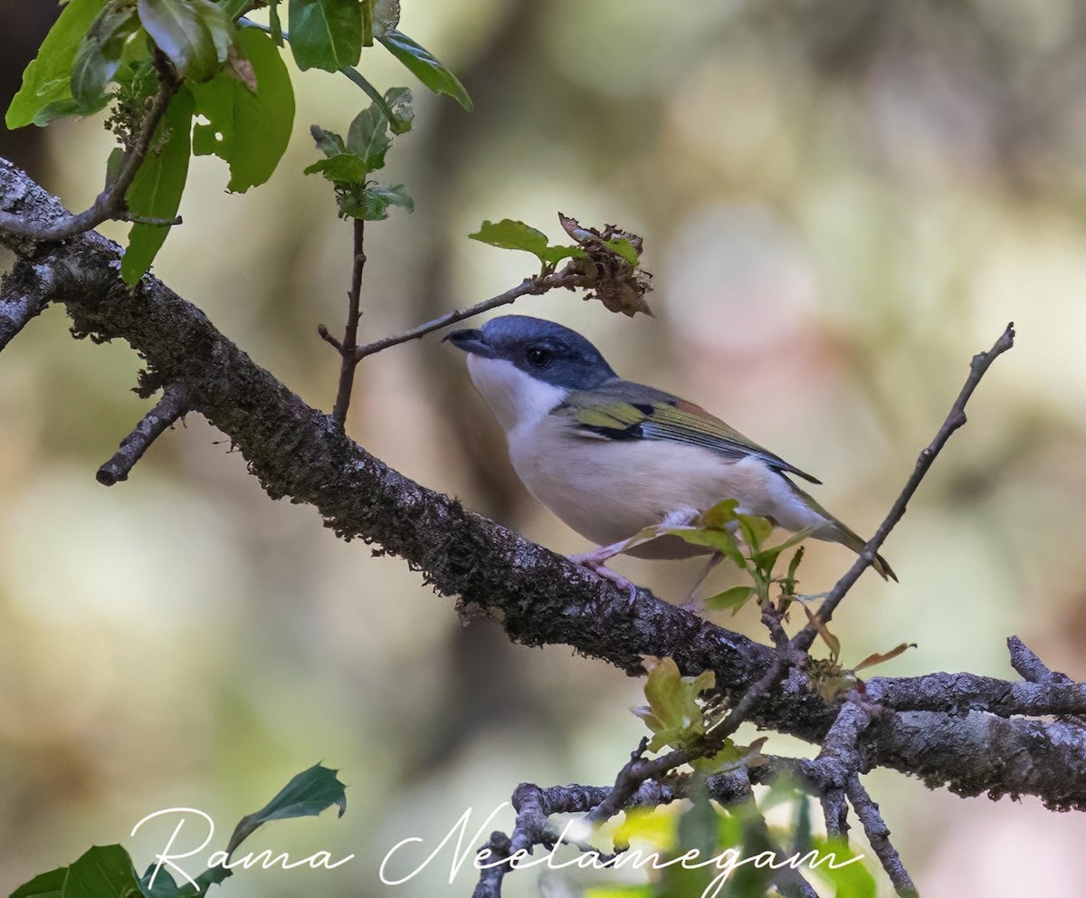 White-browed Shrike-Babbler (Himalayan) - Rama Neelamegam