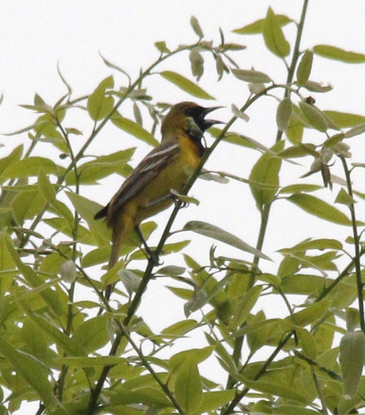 Orchard Oriole - Becky Lutz