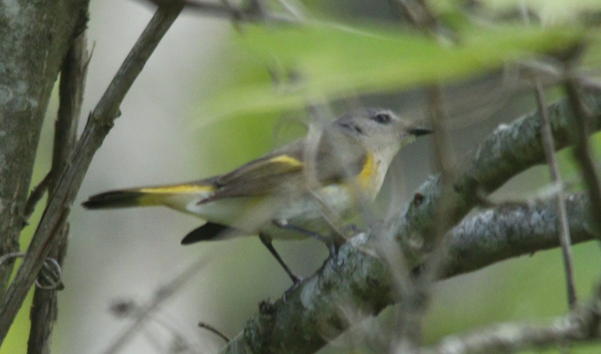 American Redstart - ML618368412