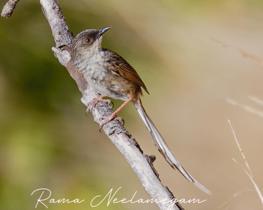 Himalayan Prinia - Rama Neelamegam