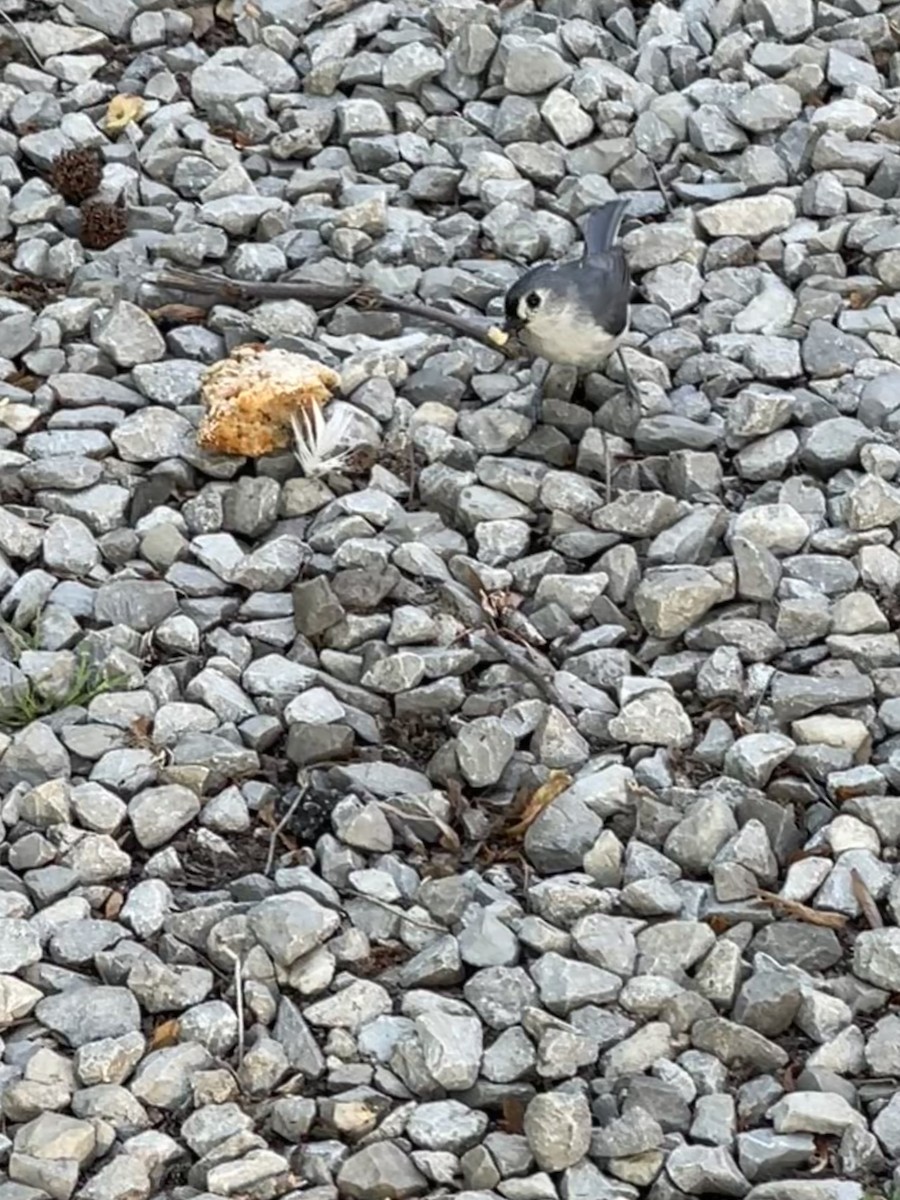 Tufted Titmouse - ML618368425