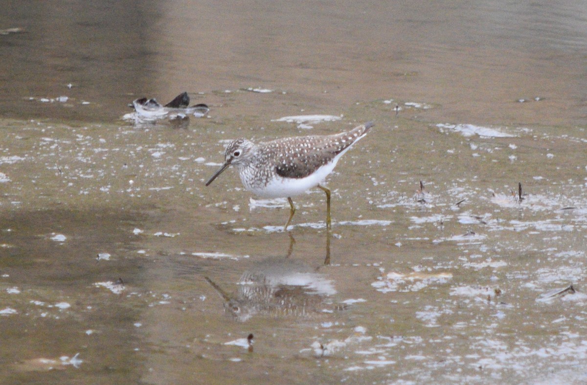 Solitary Sandpiper - ML618368438