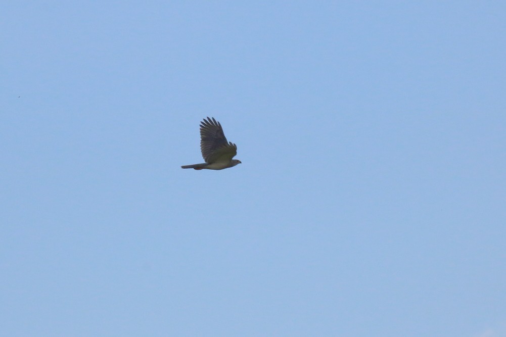 Gray Goshawk - Paul Lynch