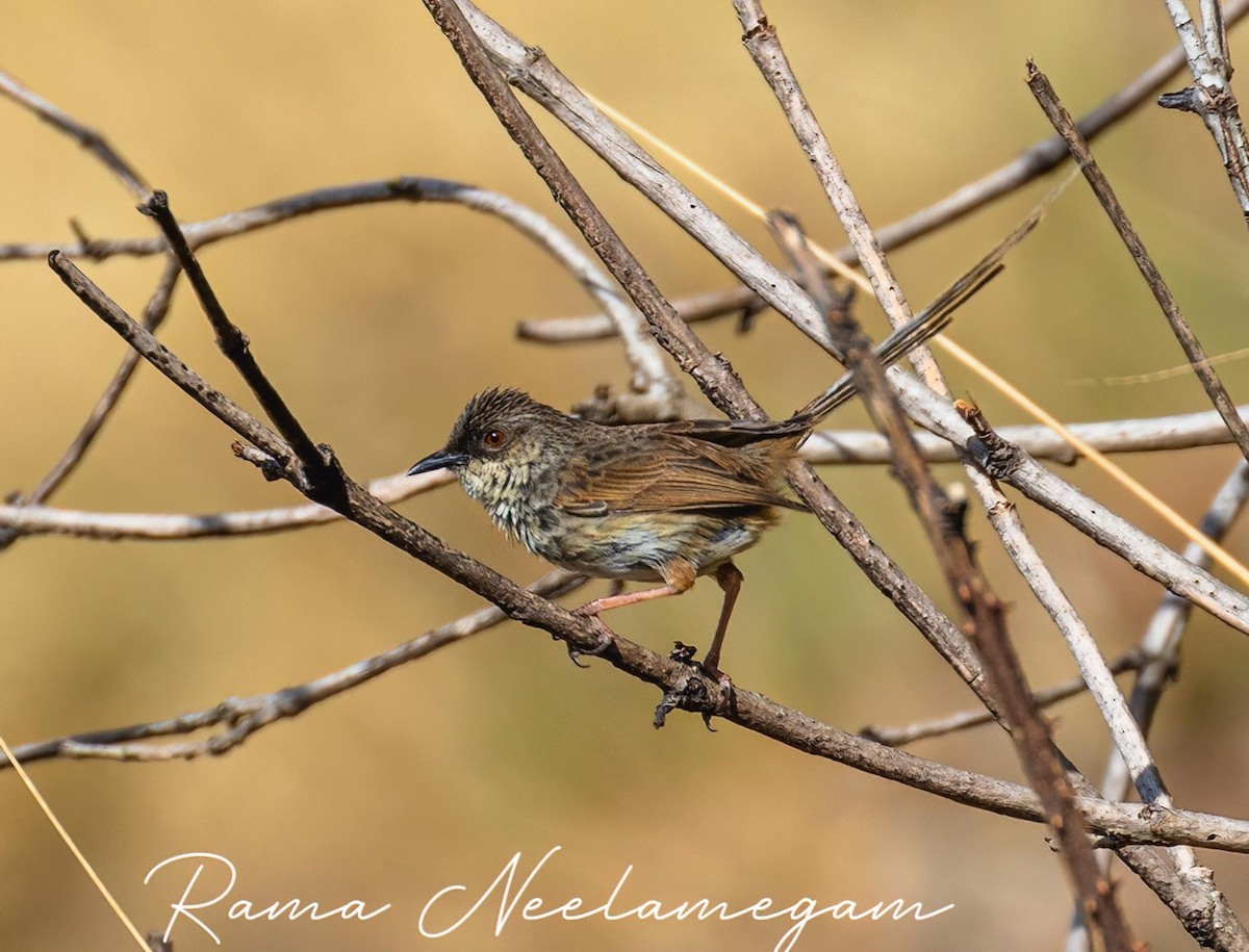 Himalayan Prinia - ML618368442