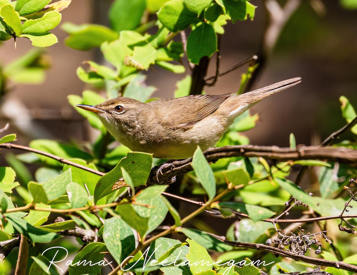 Blyth's Reed Warbler - ML618368447