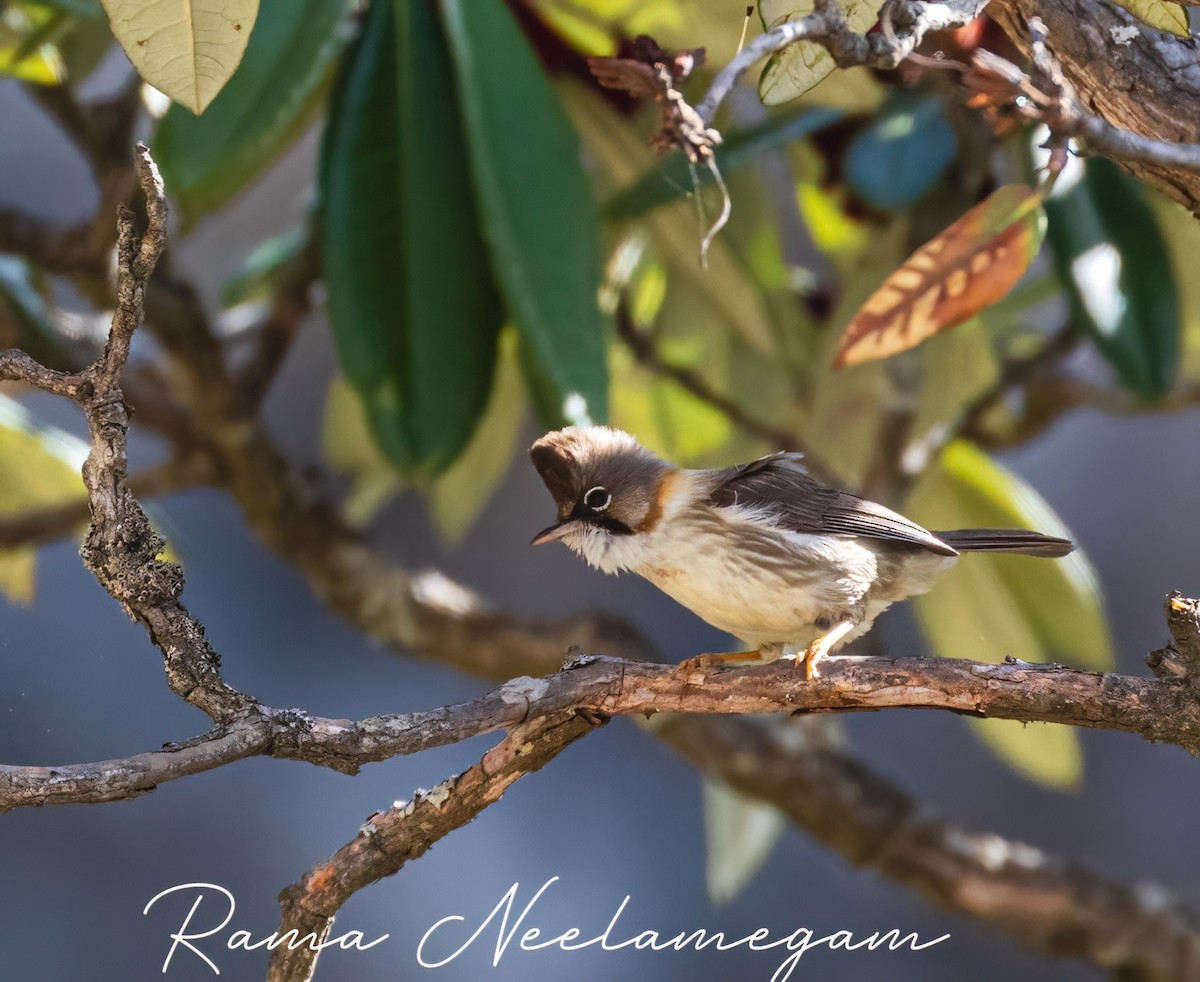 Whiskered Yuhina - ML618368466