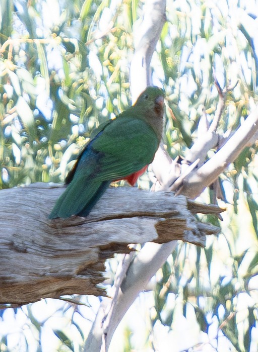 Australian King-Parrot - Tania Splawa-Neyman