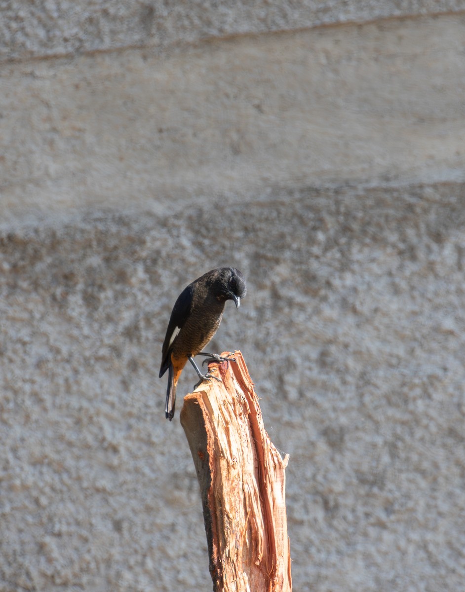 White-winged Cliff-Chat - simon walkley