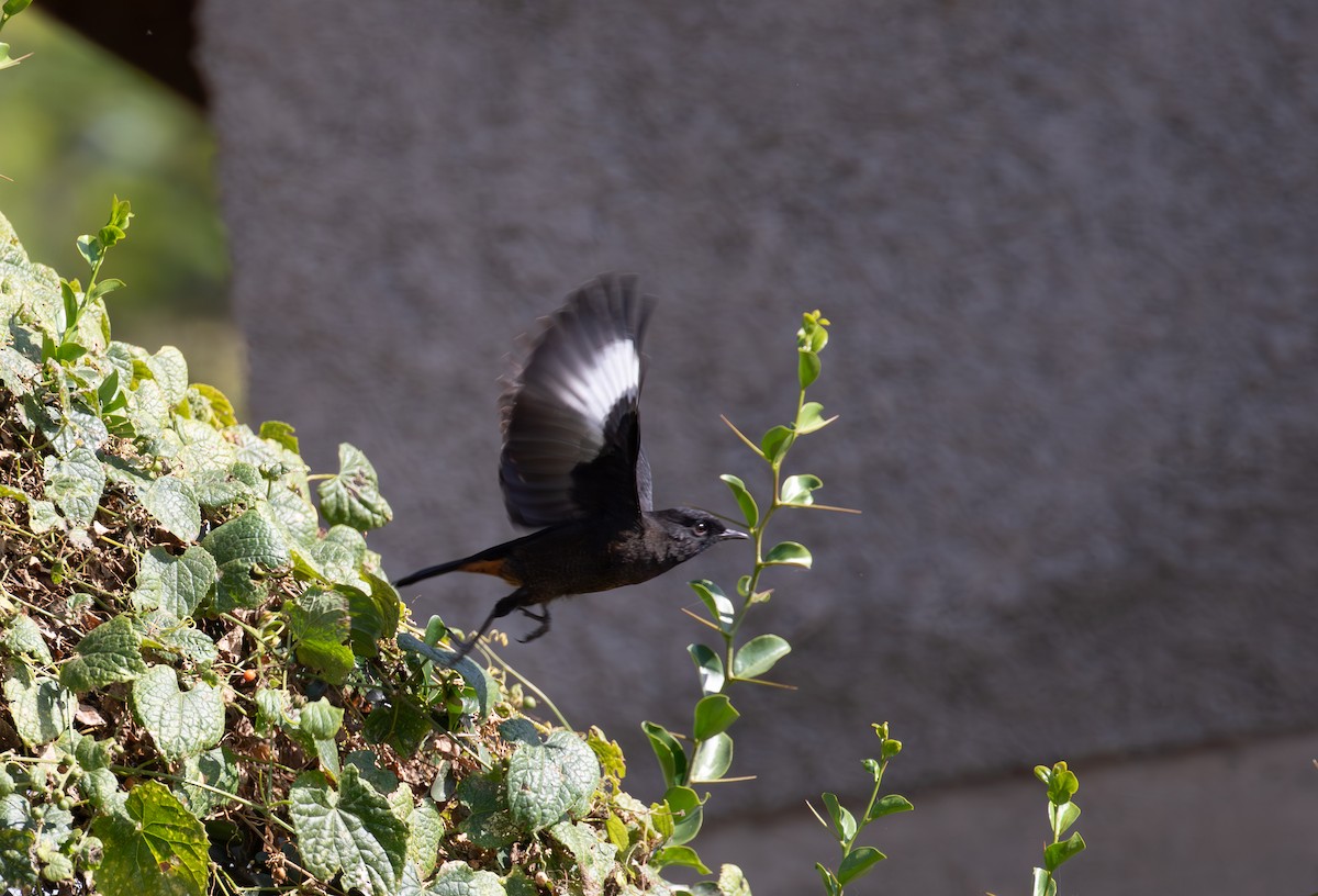 White-winged Cliff-Chat - simon walkley