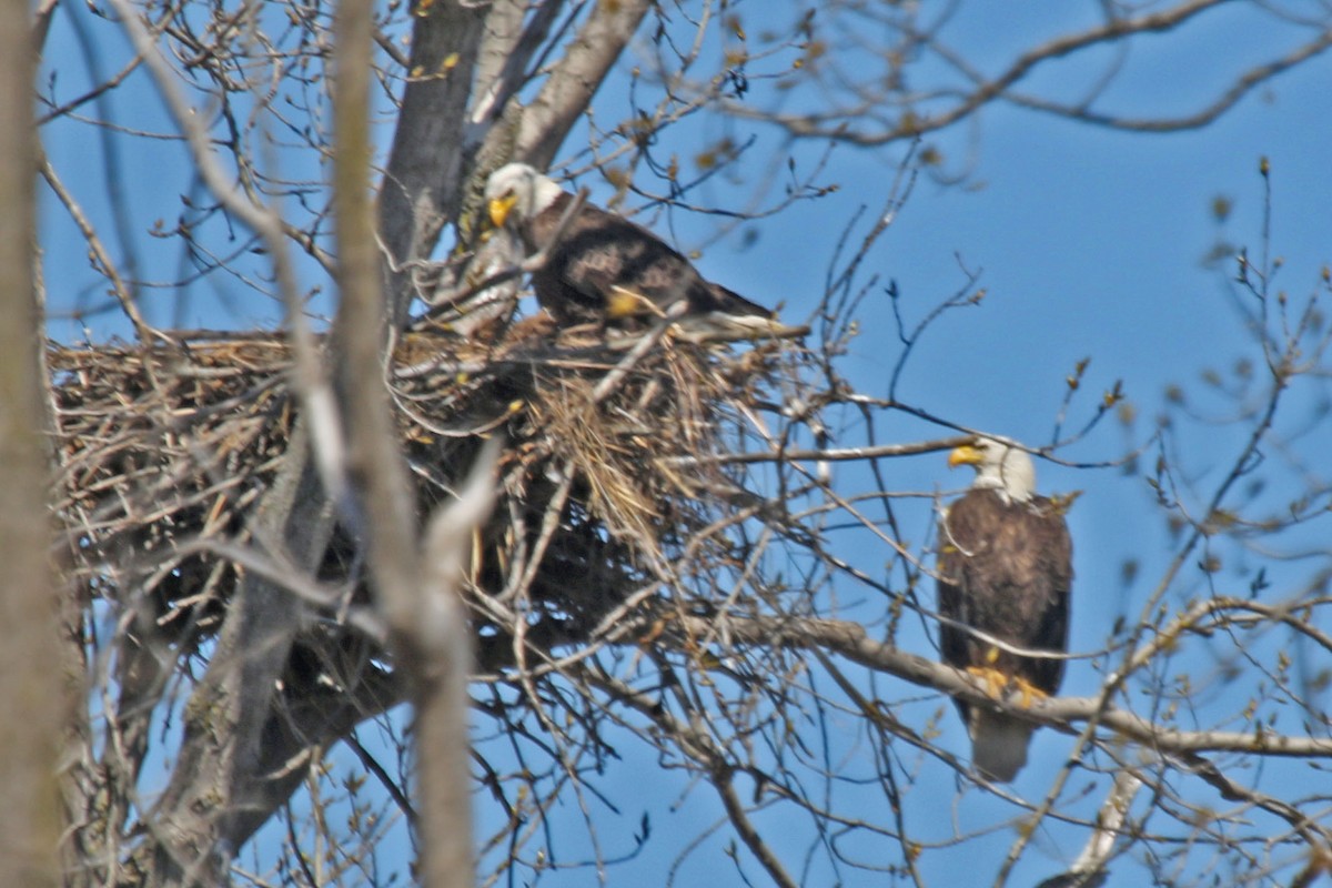 Bald Eagle - Joan and/or George Sims