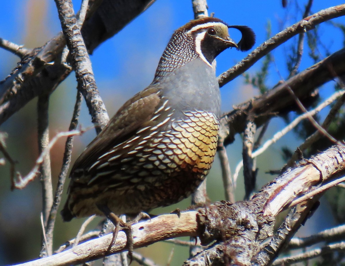 California Quail - Jim Sweeney