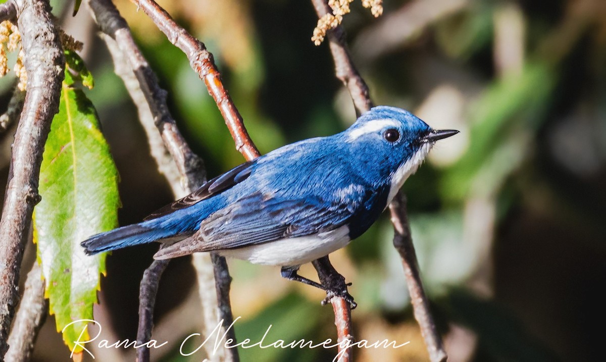 Ultramarine Flycatcher - Rama Neelamegam