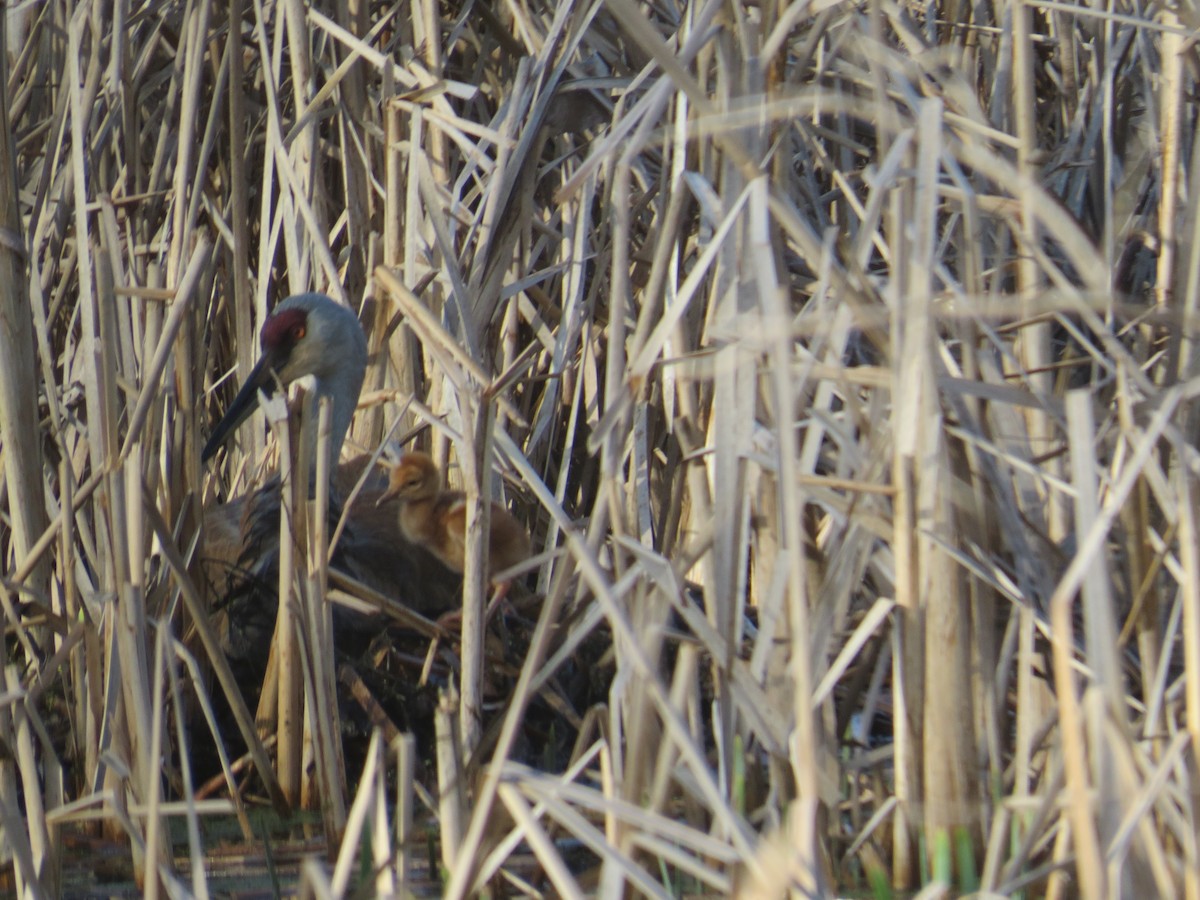 Sandhill Crane - ML618368558