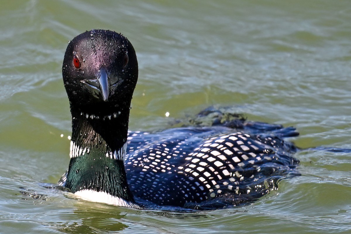 Common Loon - ML618368562