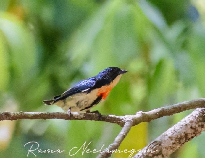 Fire-breasted Flowerpecker - ML618368576