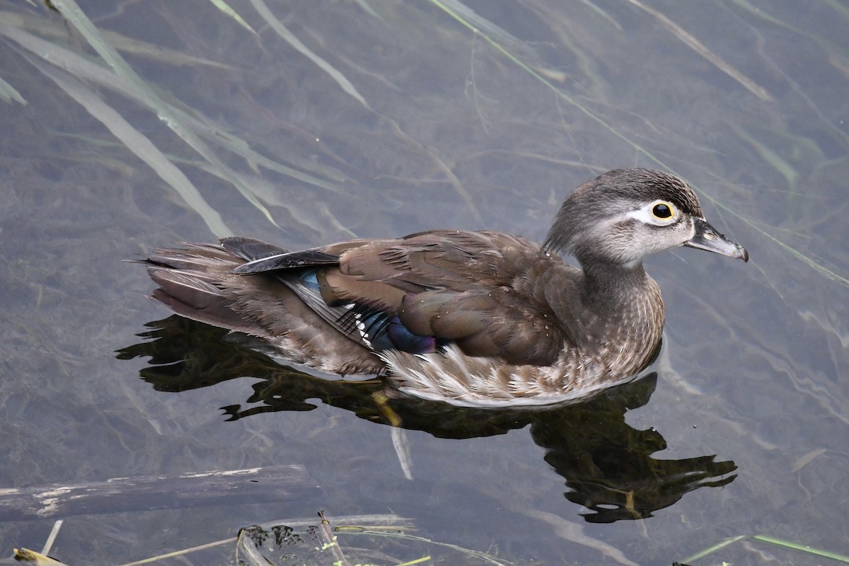 Wood Duck - Erik Atwell