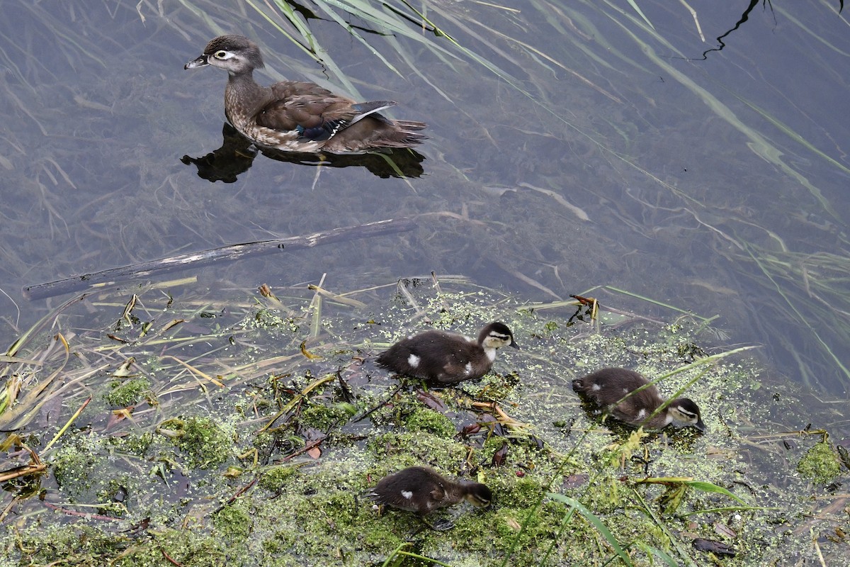 Wood Duck - ML618368589