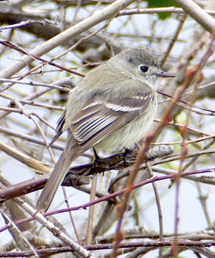 Dusky Flycatcher - ML618368639