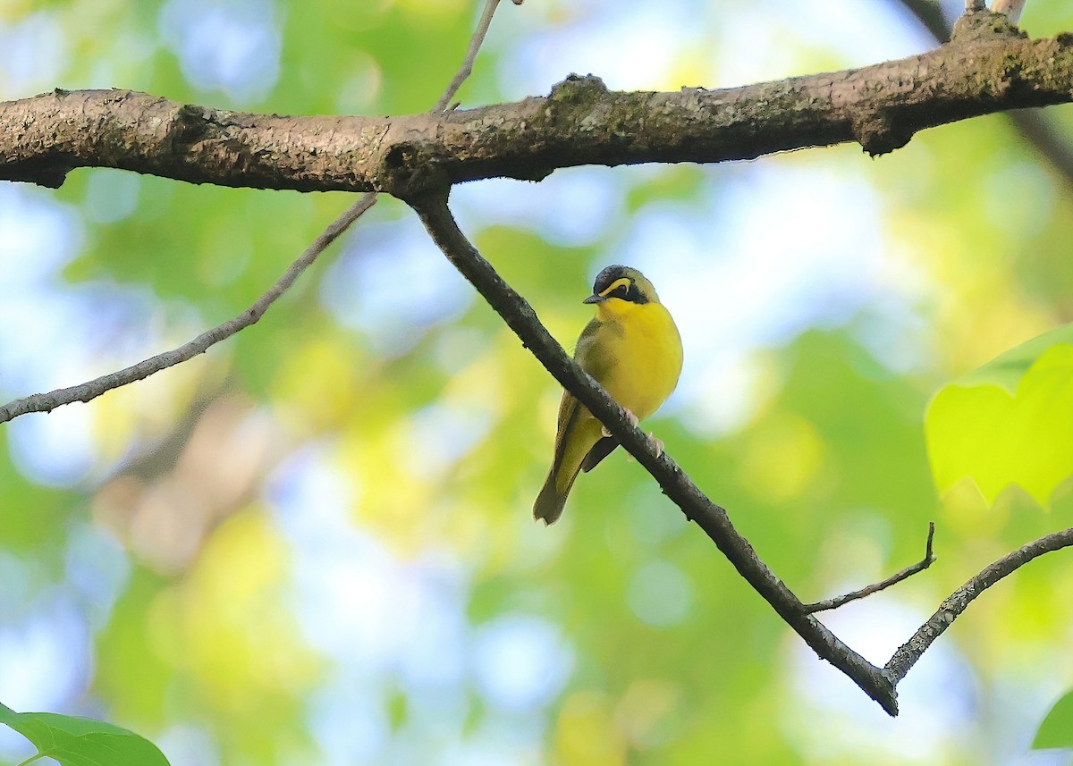 Kentucky Warbler - Anir Bhat