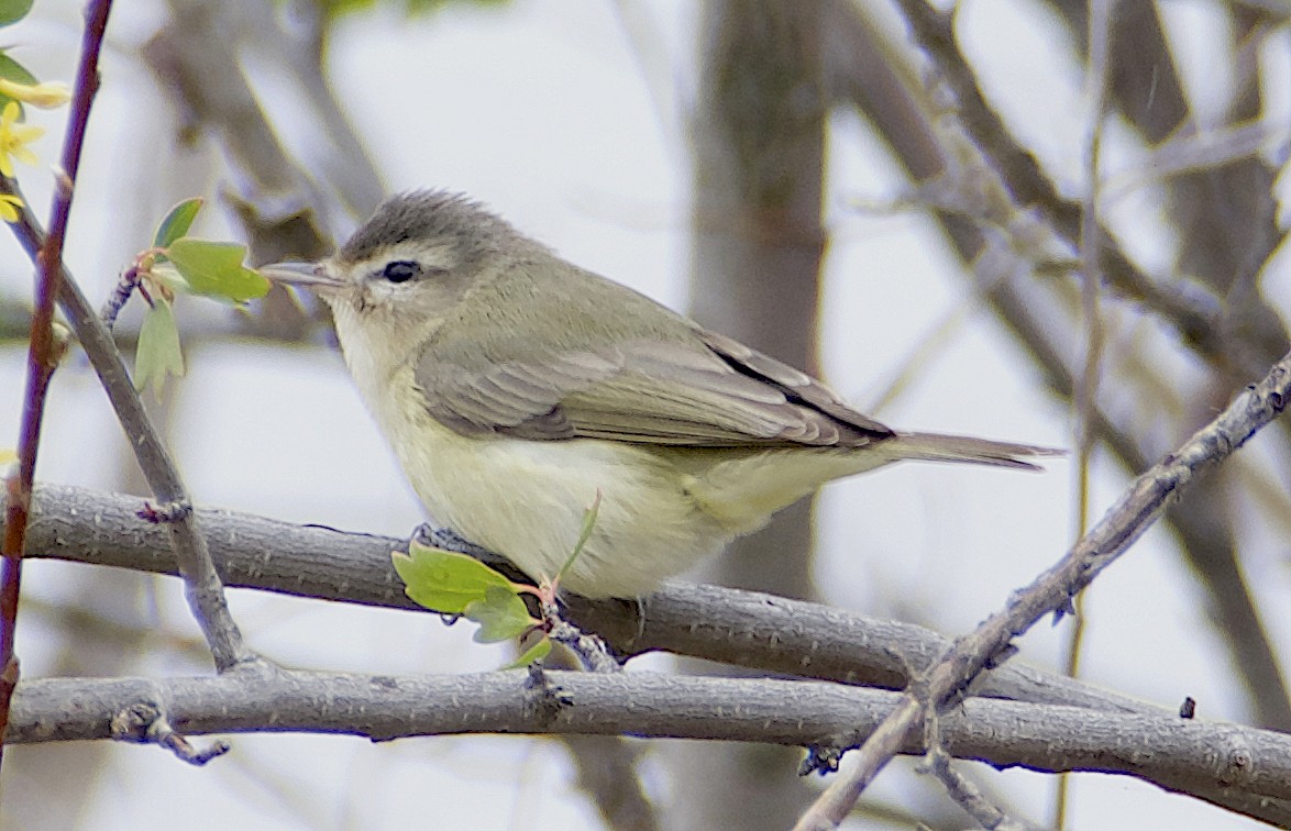 Warbling Vireo - ML618368647