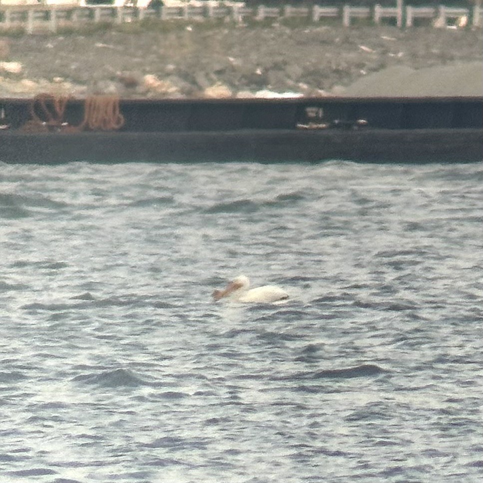 American White Pelican - ML618368668