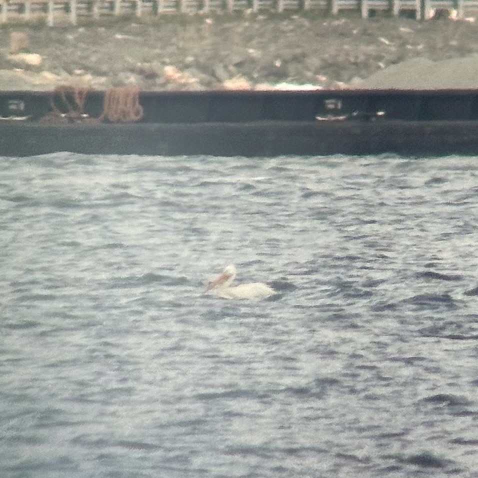 American White Pelican - ML618368670