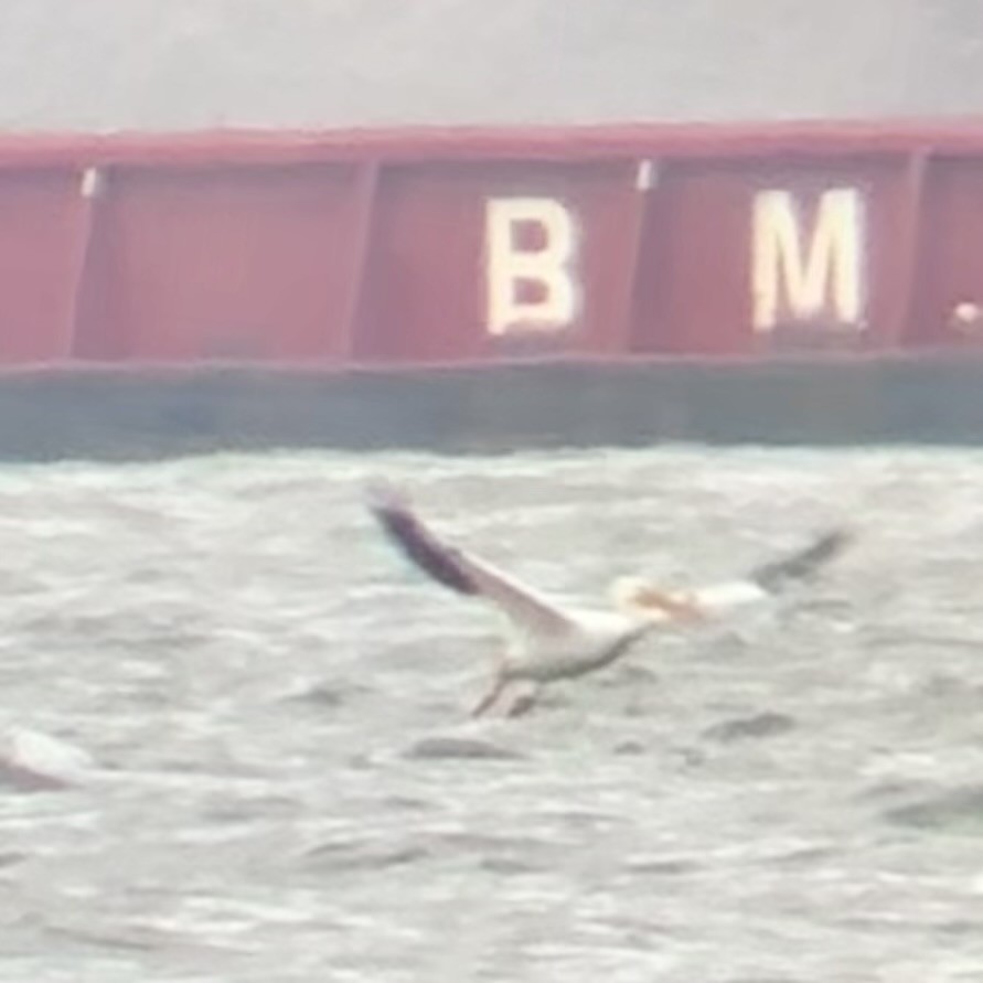 American White Pelican - ML618368692