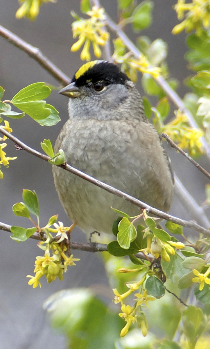 Golden-crowned Sparrow - Dave Trochlell