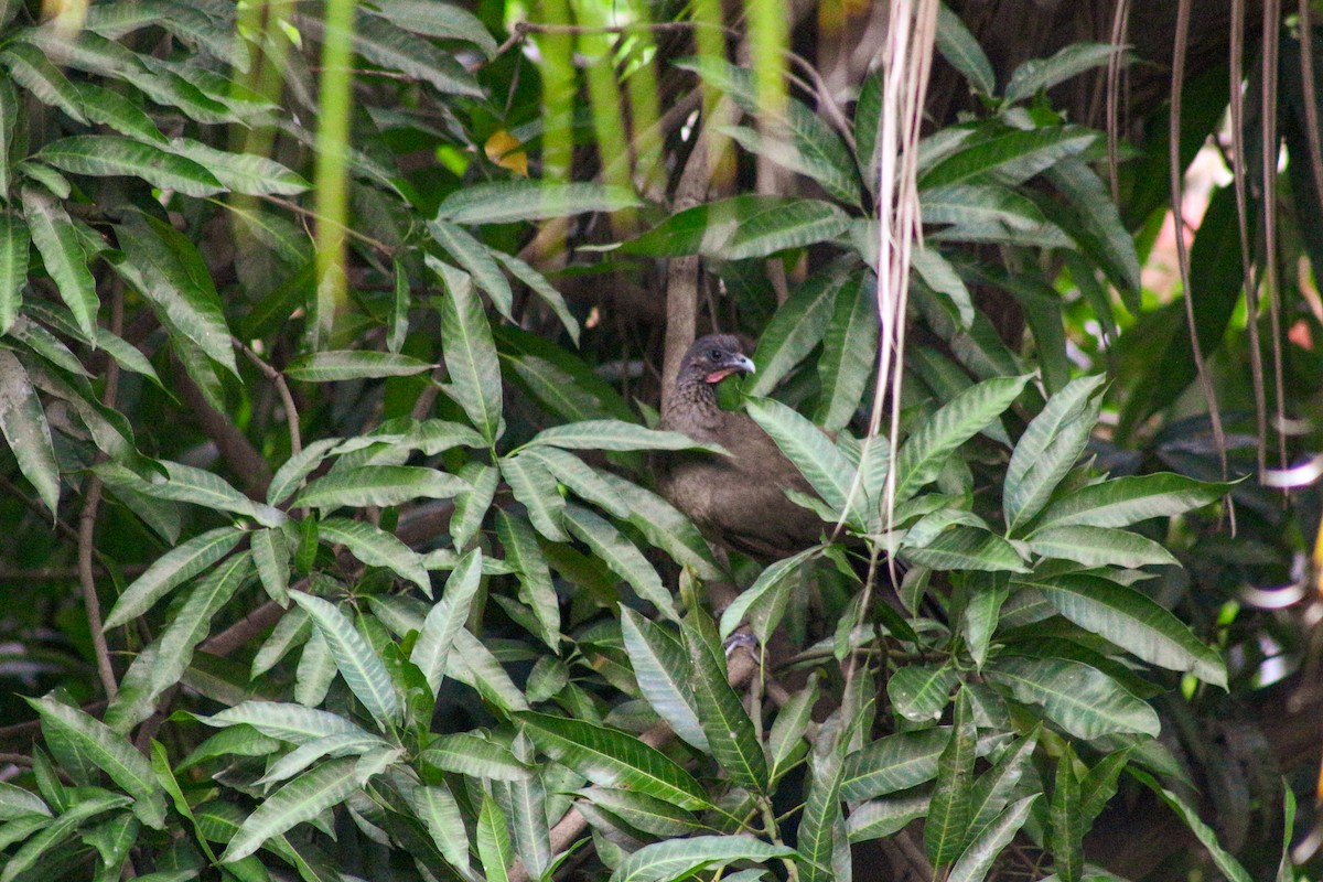 Rufous-vented Chachalaca - ML618368714