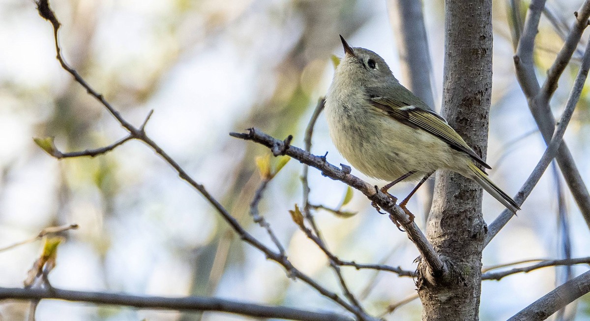 Ruby-crowned Kinglet - Matt M.