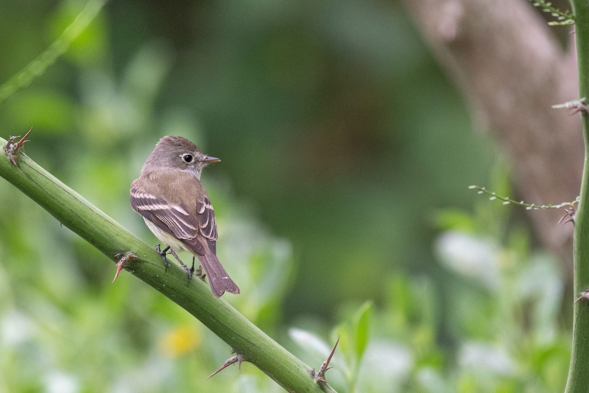 Least Flycatcher - Thomas Carlile